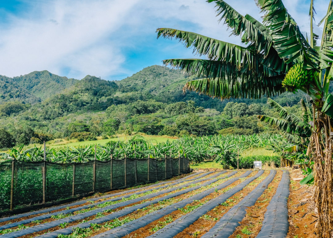 HAF Ag Park at Kunia Hawai'i Agricultural Foundation