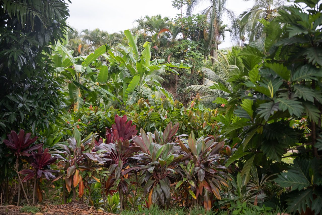 HI 'Ulu Cooperative - Hawai'i Agricultural Foundation